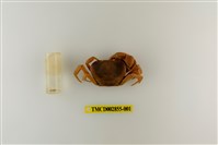 藏品(雙色澤蟹)的圖片